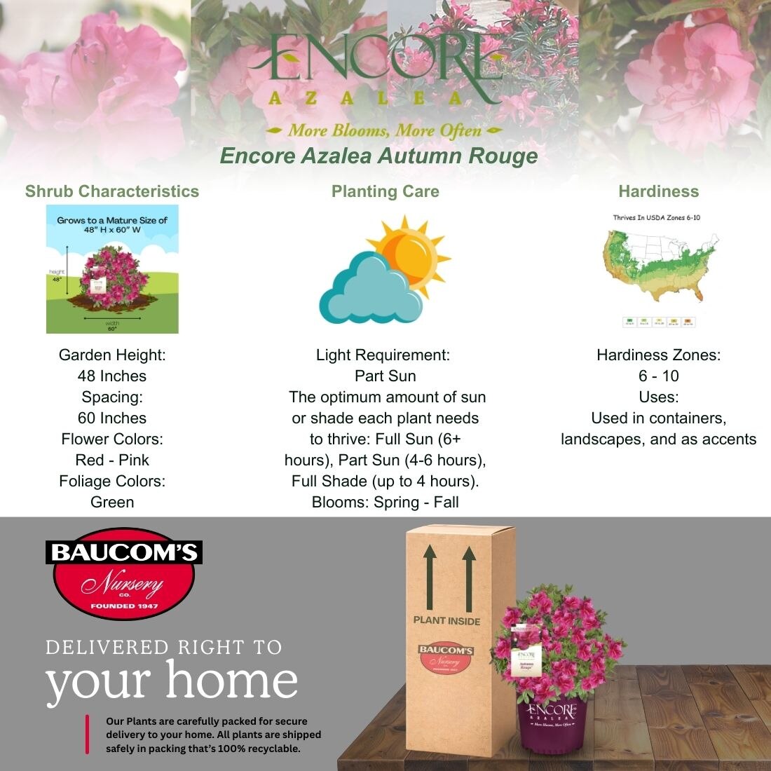 ENCORE AZALEA 1 Gal. Autumn Rouge Shrub with Bright Pink Flowers 10375 ...