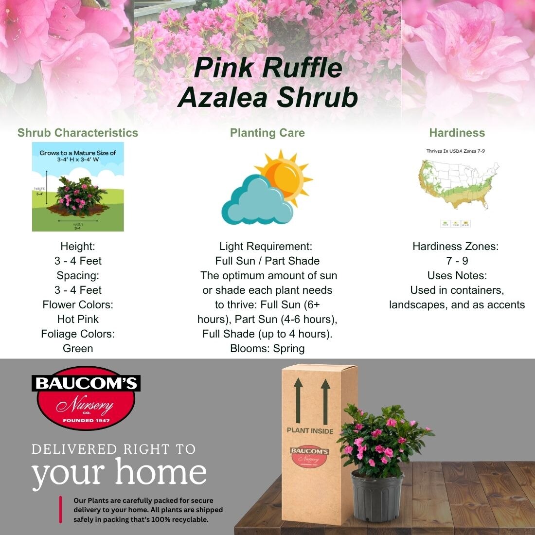Azala Pink Ruffles 2.25 Gal. Pink Ruffle Azalea Shrub with Hot Pink Double Flowers and ...