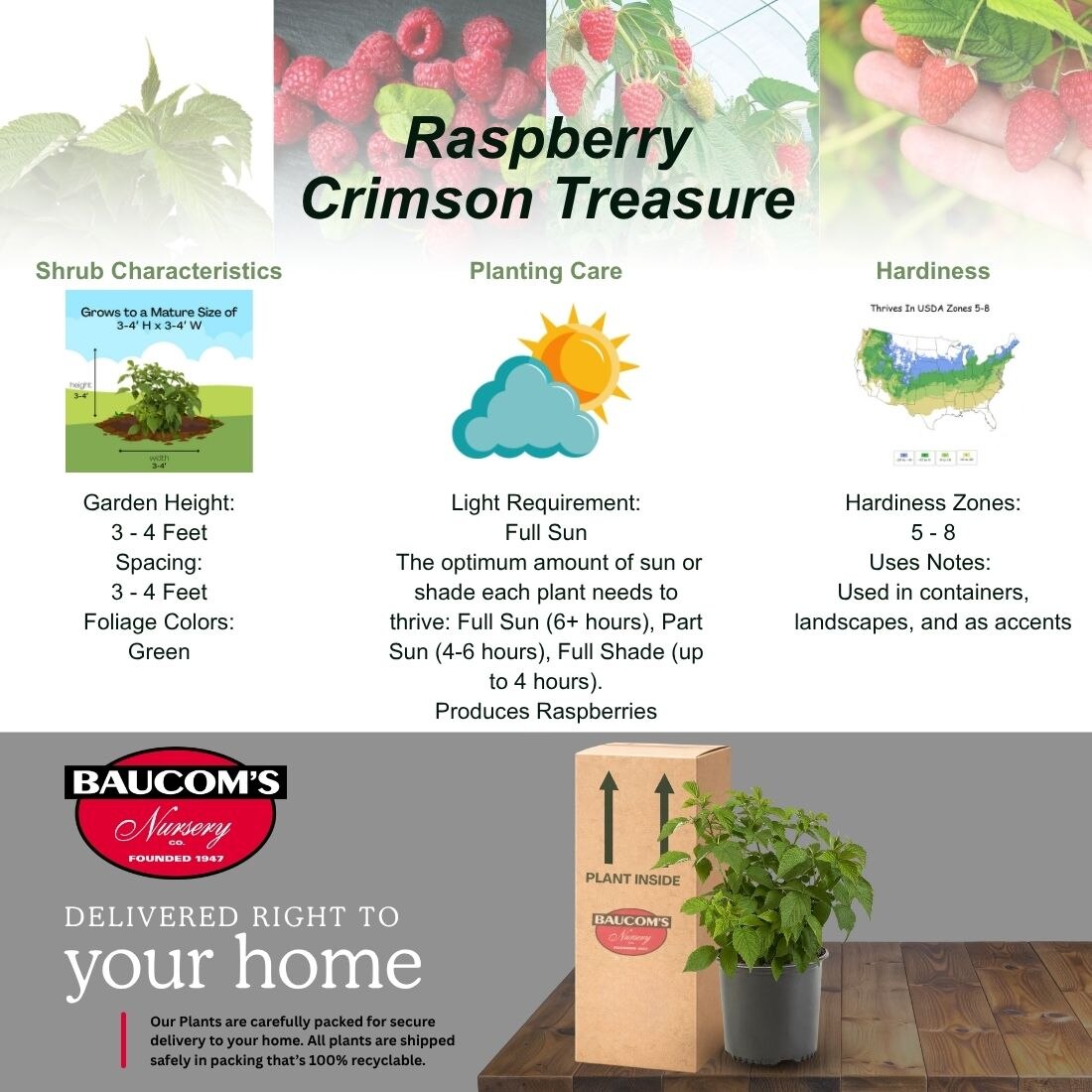 Raspberry Treasure 1 Gal. Crimson Treasure Raspberry Plant 18384 - The Home Depot