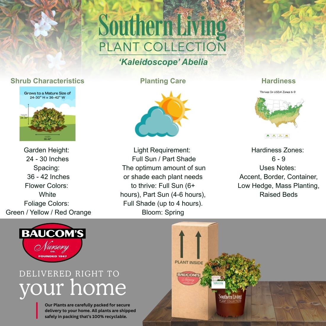 SOUTHERN LIVING 2 Gal. Kaleidoscope Abelia Flowering Shrub with White ...