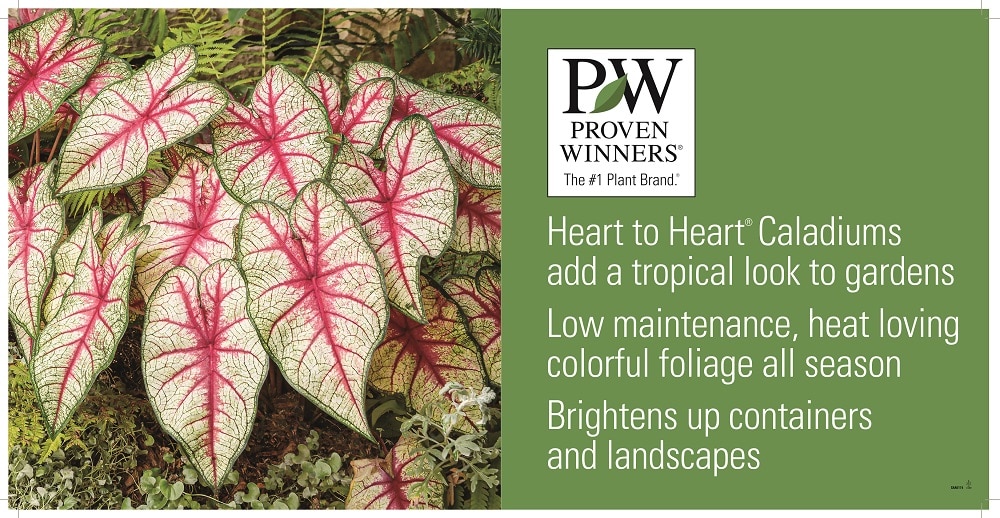PROVEN WINNERS 4.5 in. Quart Heart to Heart Fast Flash (Caladium) Live ...